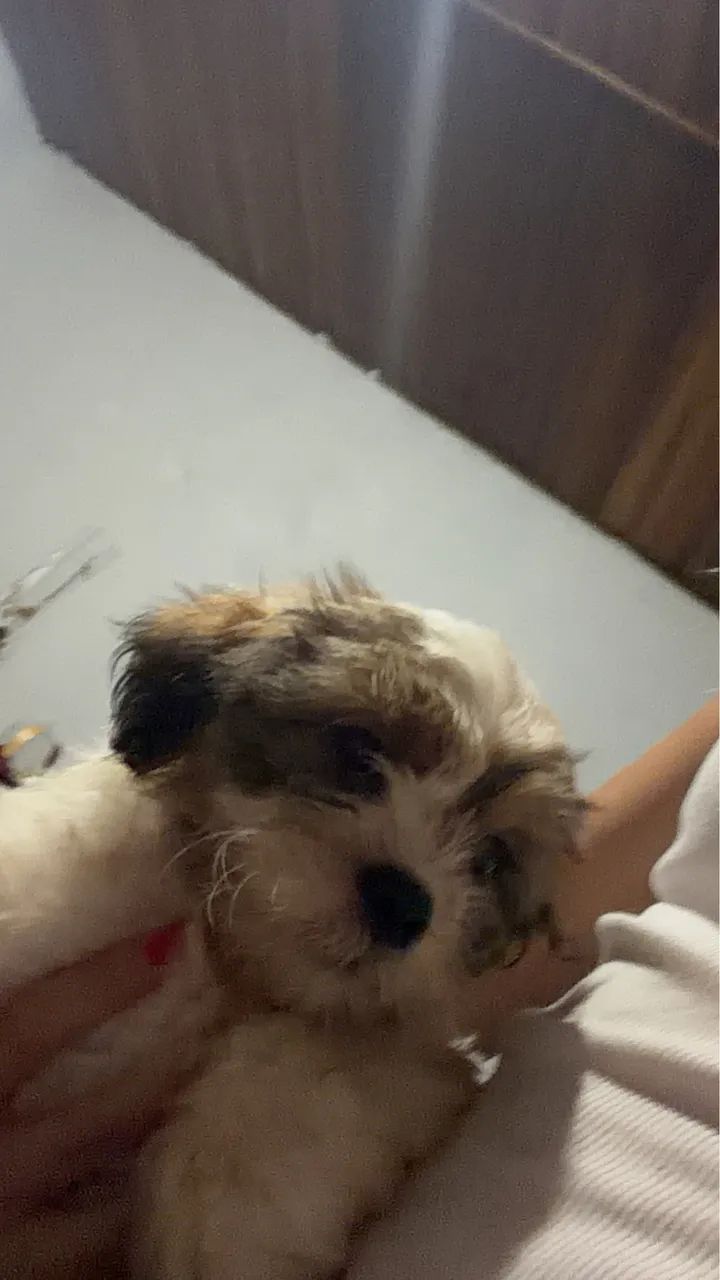 Vendo shitzu macho (pintadinho ou marronzinho com a cara preta) - Foto 6