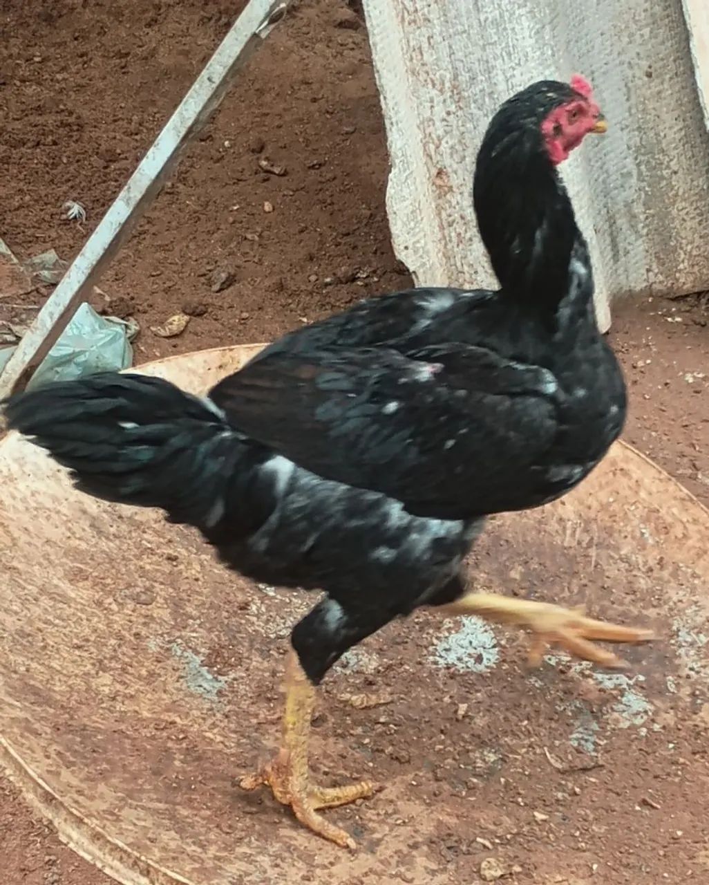 Vendo frango e galinha