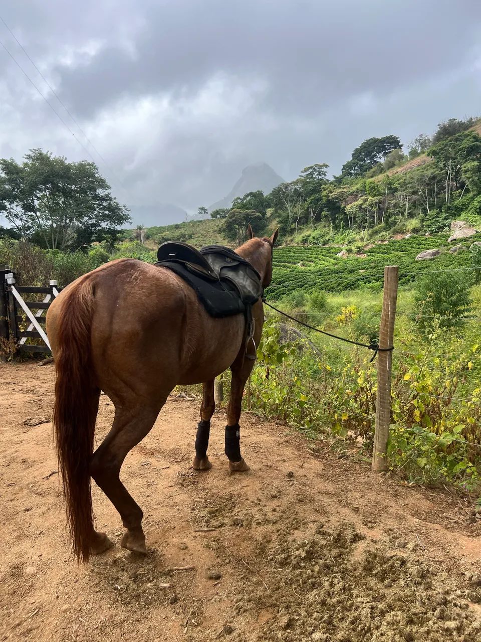 Vendo Égua Quarto de Milha - Sem doc - Foto 2