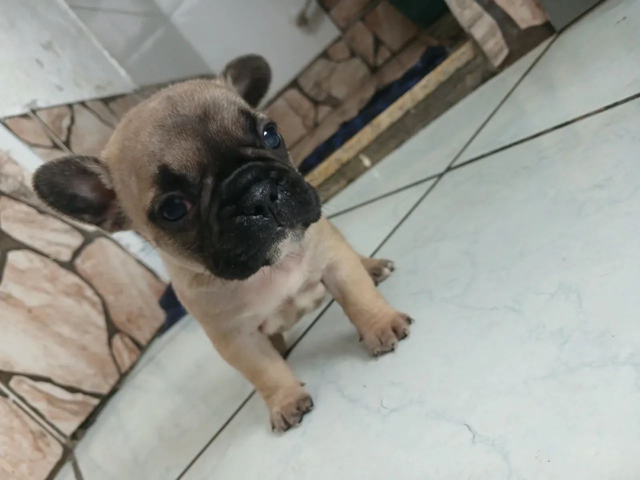 Buldogue francês  - Foto 2