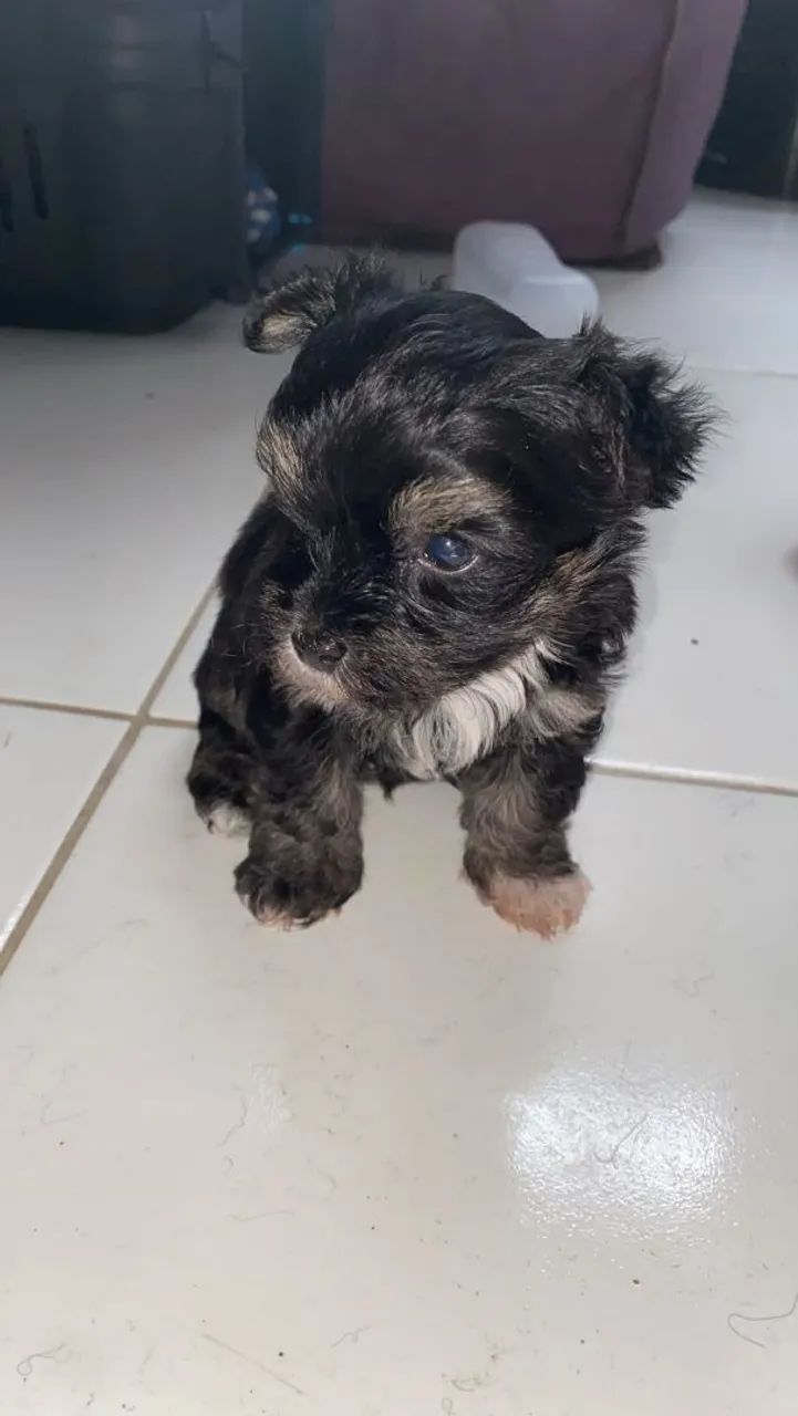 Cachorro  - Foto 2