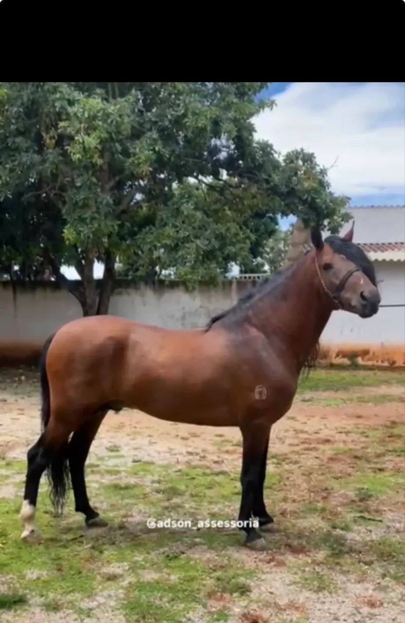 Vendo Cavalo Manga Larga Marchador! 8 anos. Oportunidade! - Foto 3