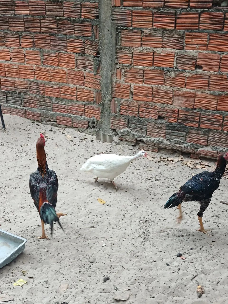 Capote branco