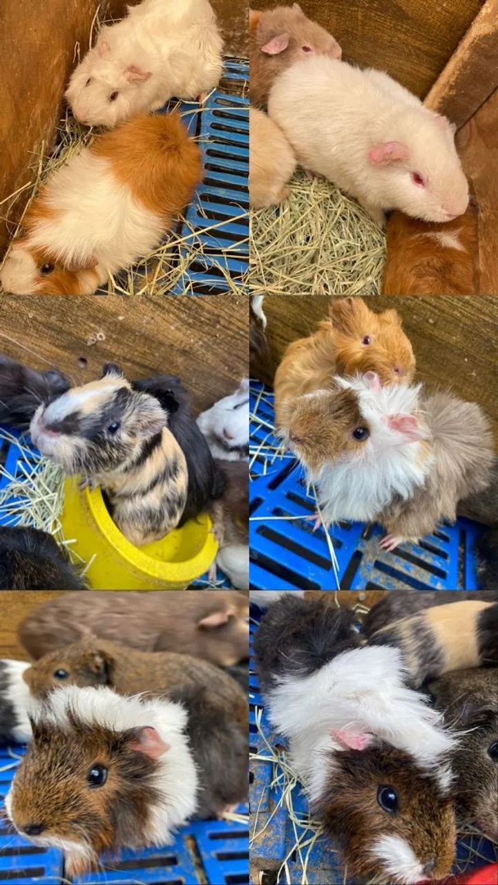 Porquinhos da Índia 