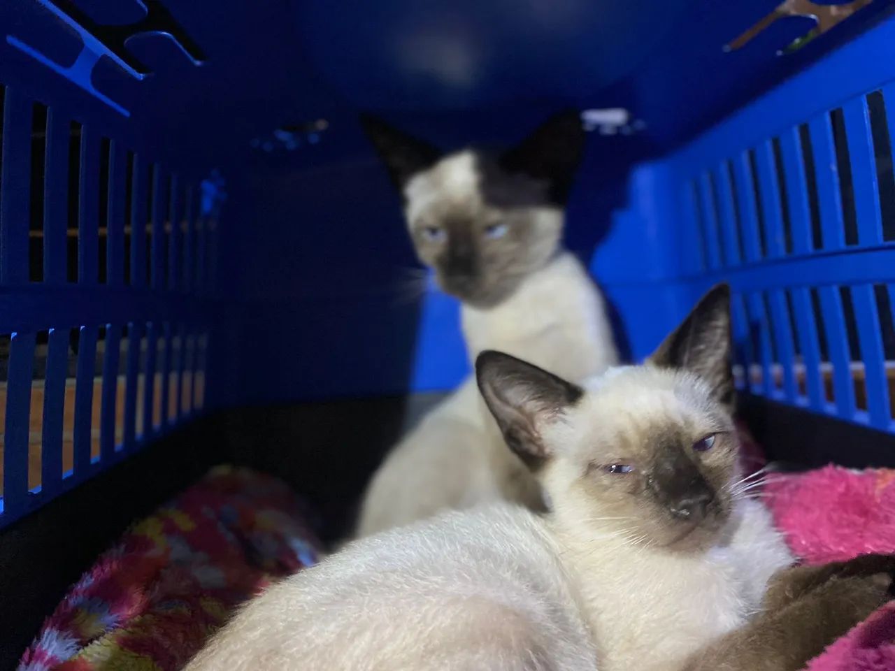 Doação Gatos Siamês Filhotes - Foto 4