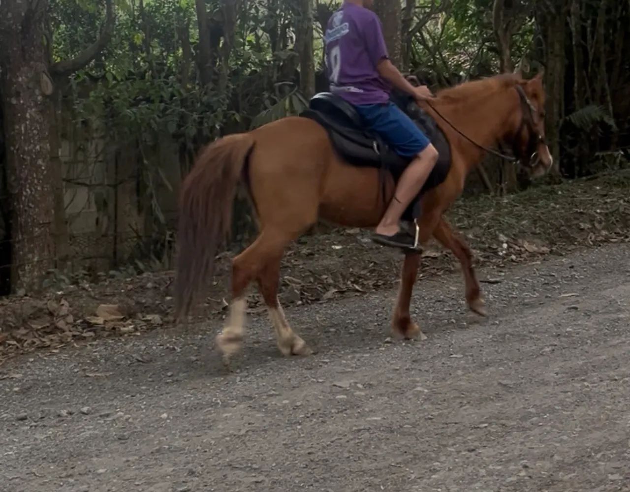 Pônei Piquira à venda - Foto 2