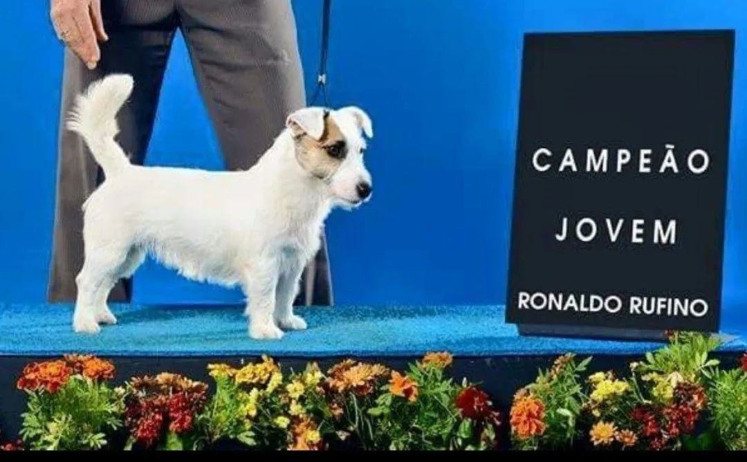 JACK RUSSEL TERRIER  - Foto 3