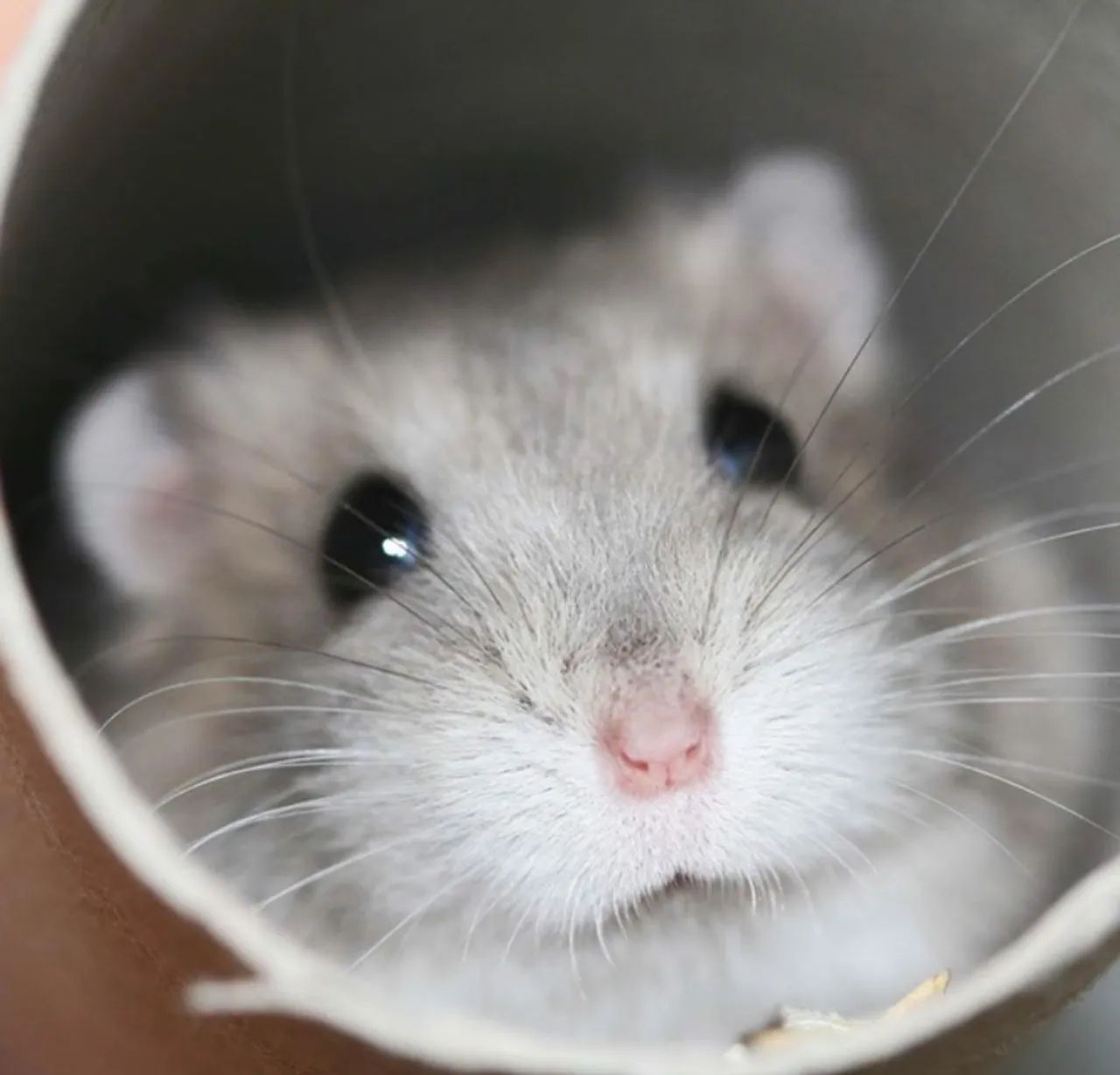 Hamster anão  - Foto 5