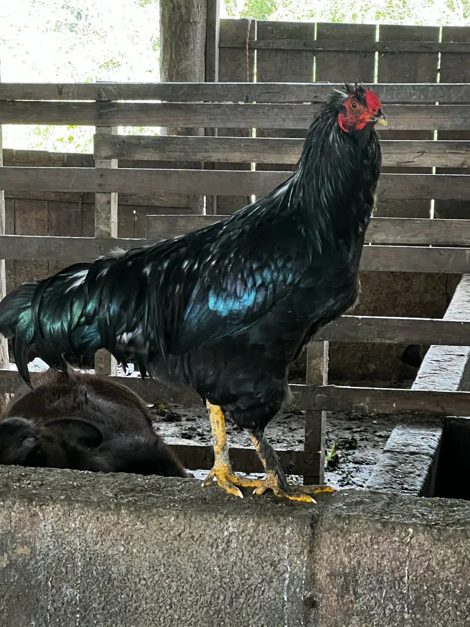 Frango caipira 