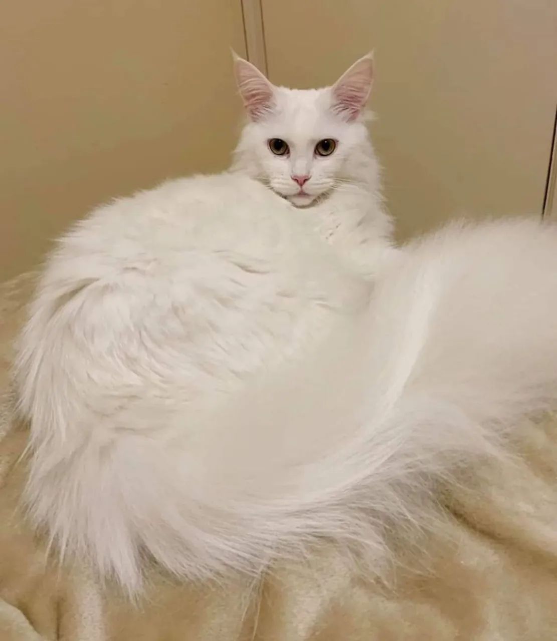 Gato gigante  - Foto 3