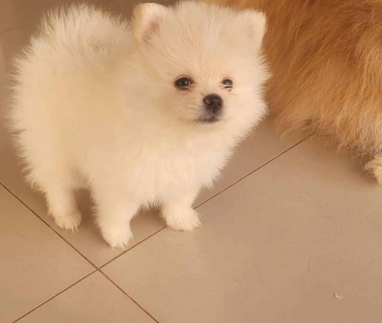 Filhotes  Spitz Alemão  Macho - Foto 2