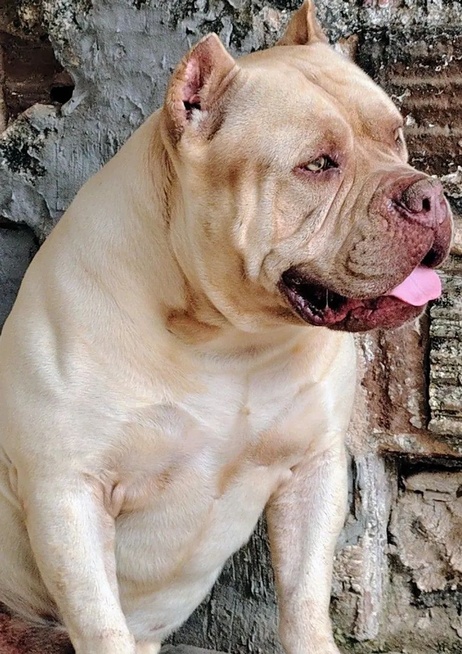 Disponível para cruza - Foto 4