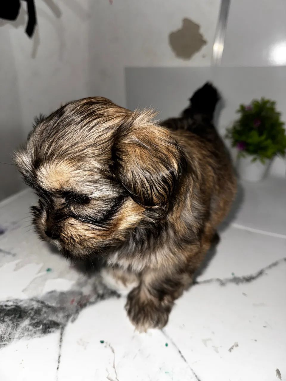 Lhasa Macho  - Foto 2