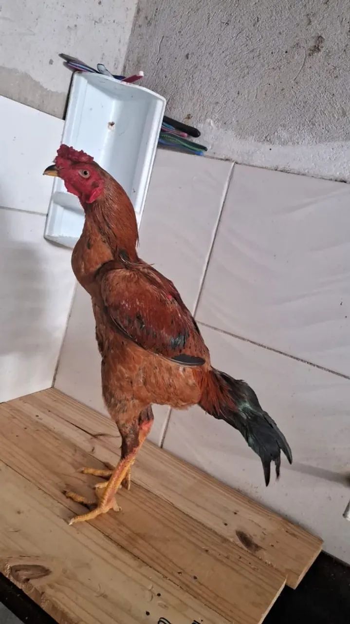 Frango
