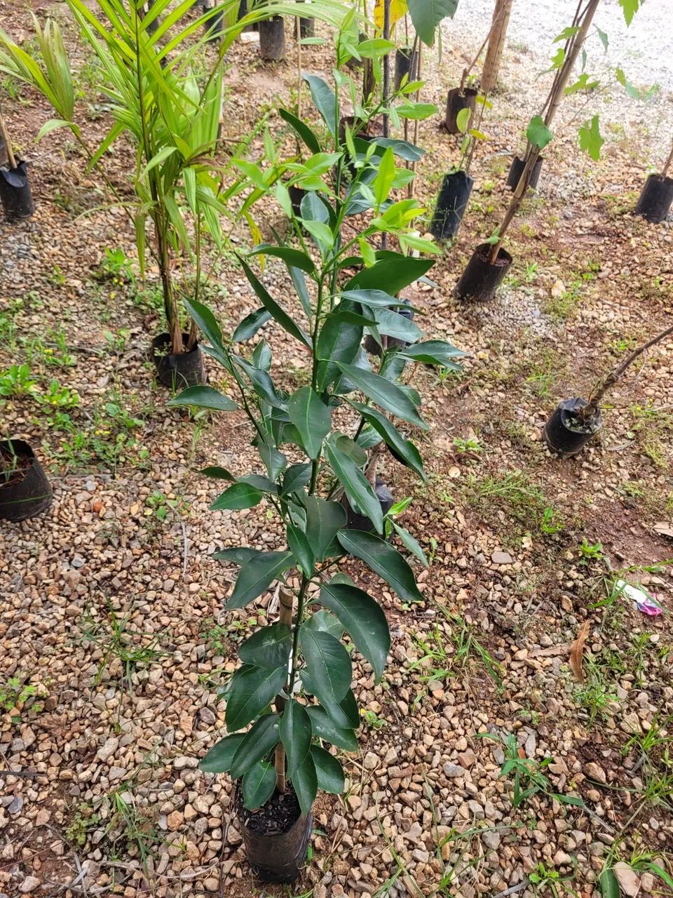 Mudas de ponkan 