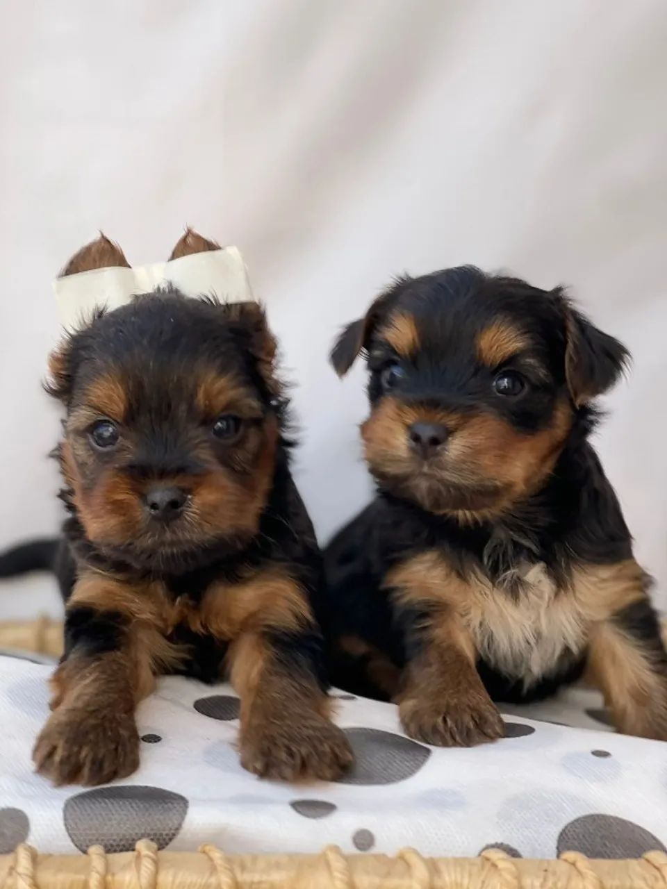 Yorkshire Terrier Filhotes - Pequenos e Saudáveis - Foto 2