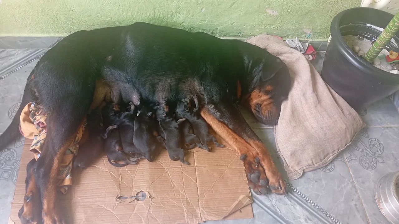 Filhotes de rottweiler  - Foto 3