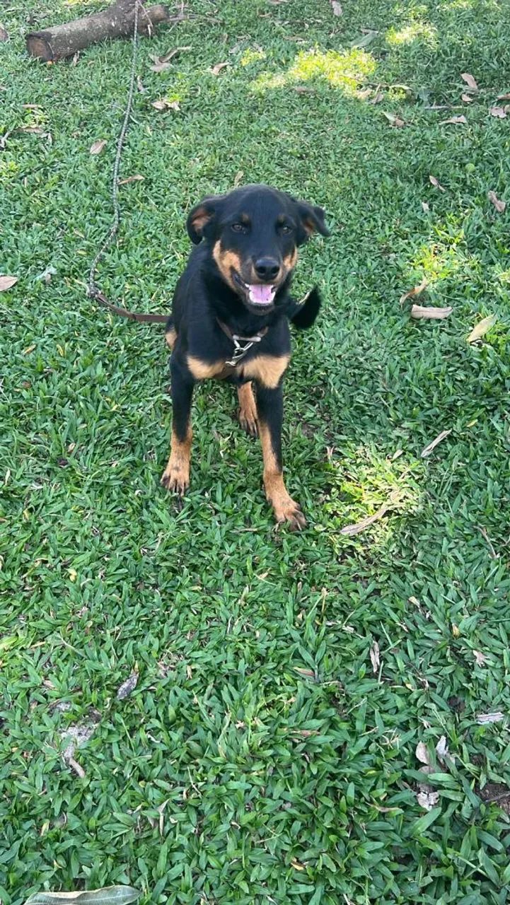 Rottweiler alemão com 7 meses  - Foto 3