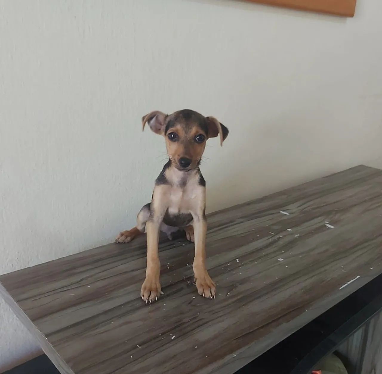 Pinscher (aceito cartão)