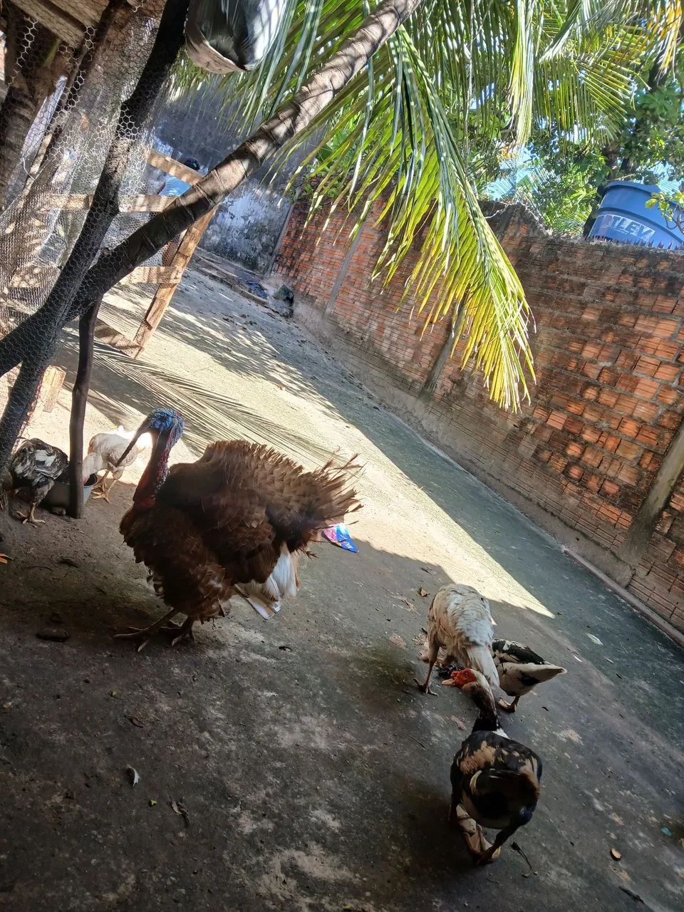 Casal de Perus - Foto 2