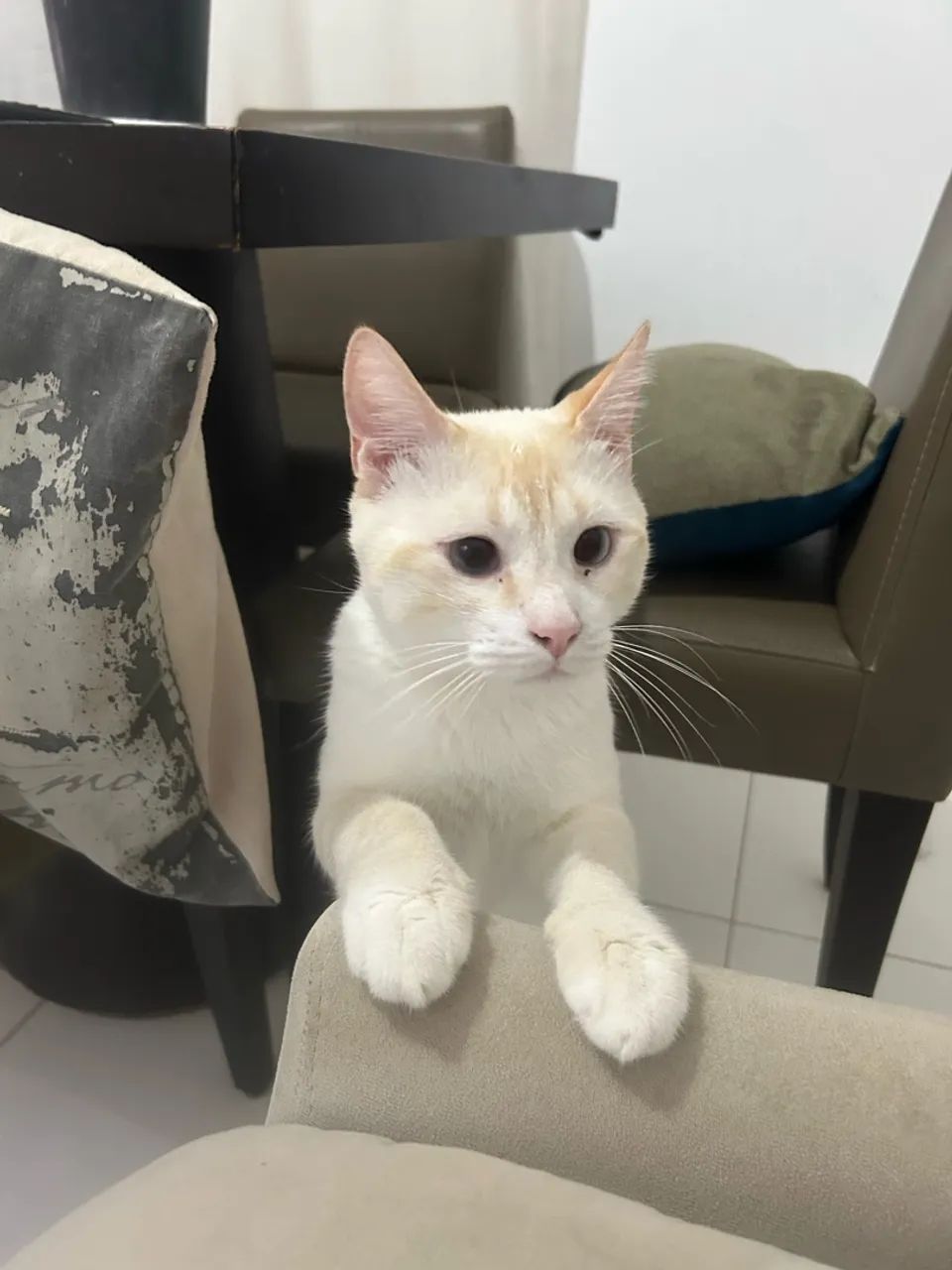 Gato para adoção  - Foto 2