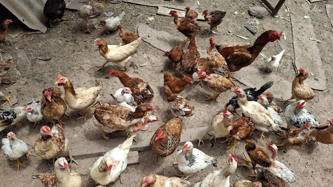 Frangos caipira e ovos - Foto 3