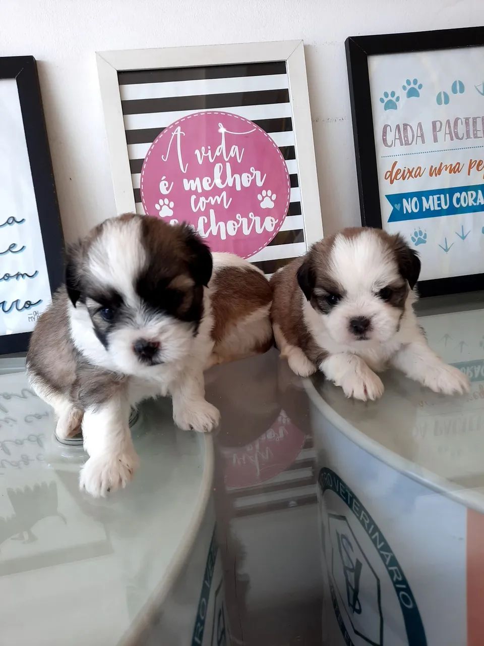 Shih Tzu micro com pedigree! - Foto 5