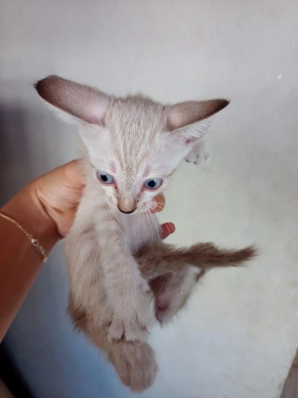 Gatos - Foto 4
