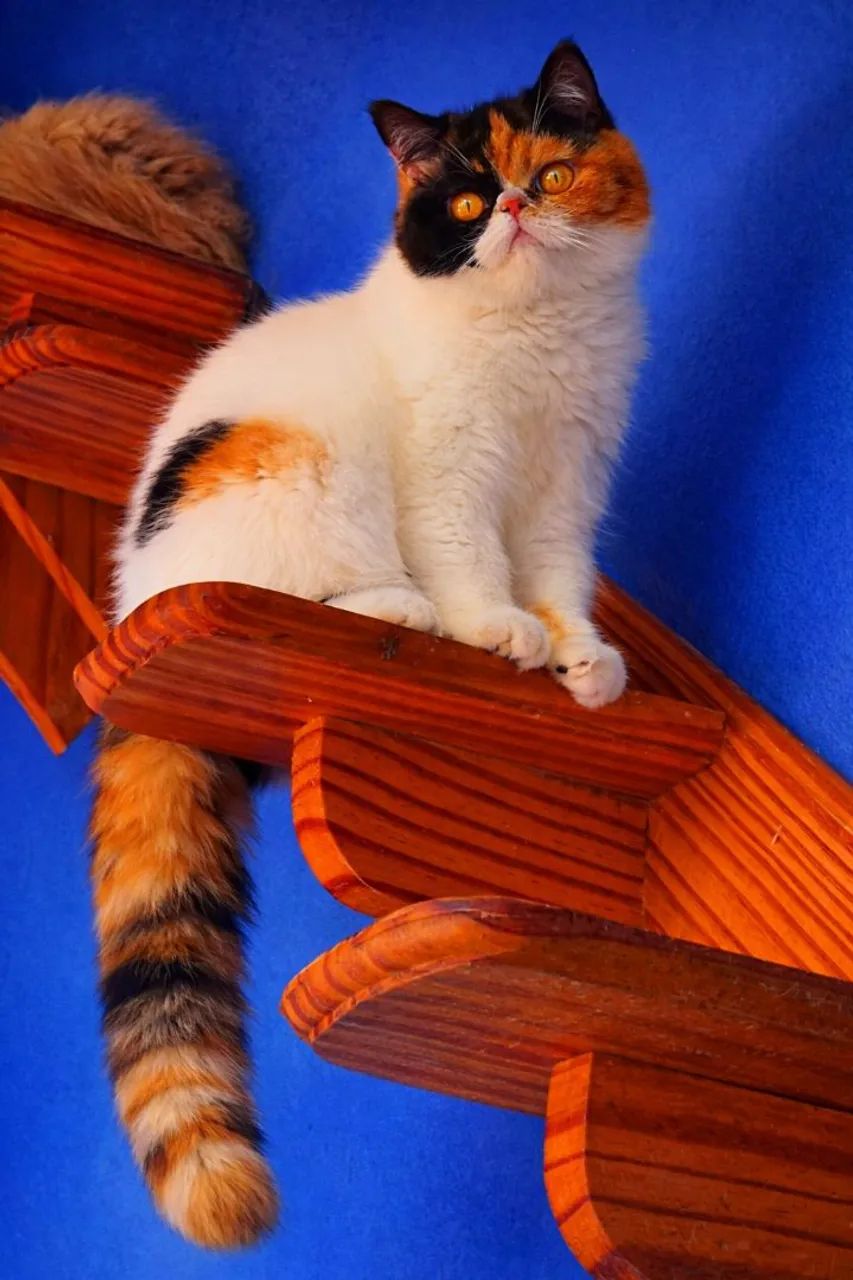 Gato Persa e Exótico  - Foto 3