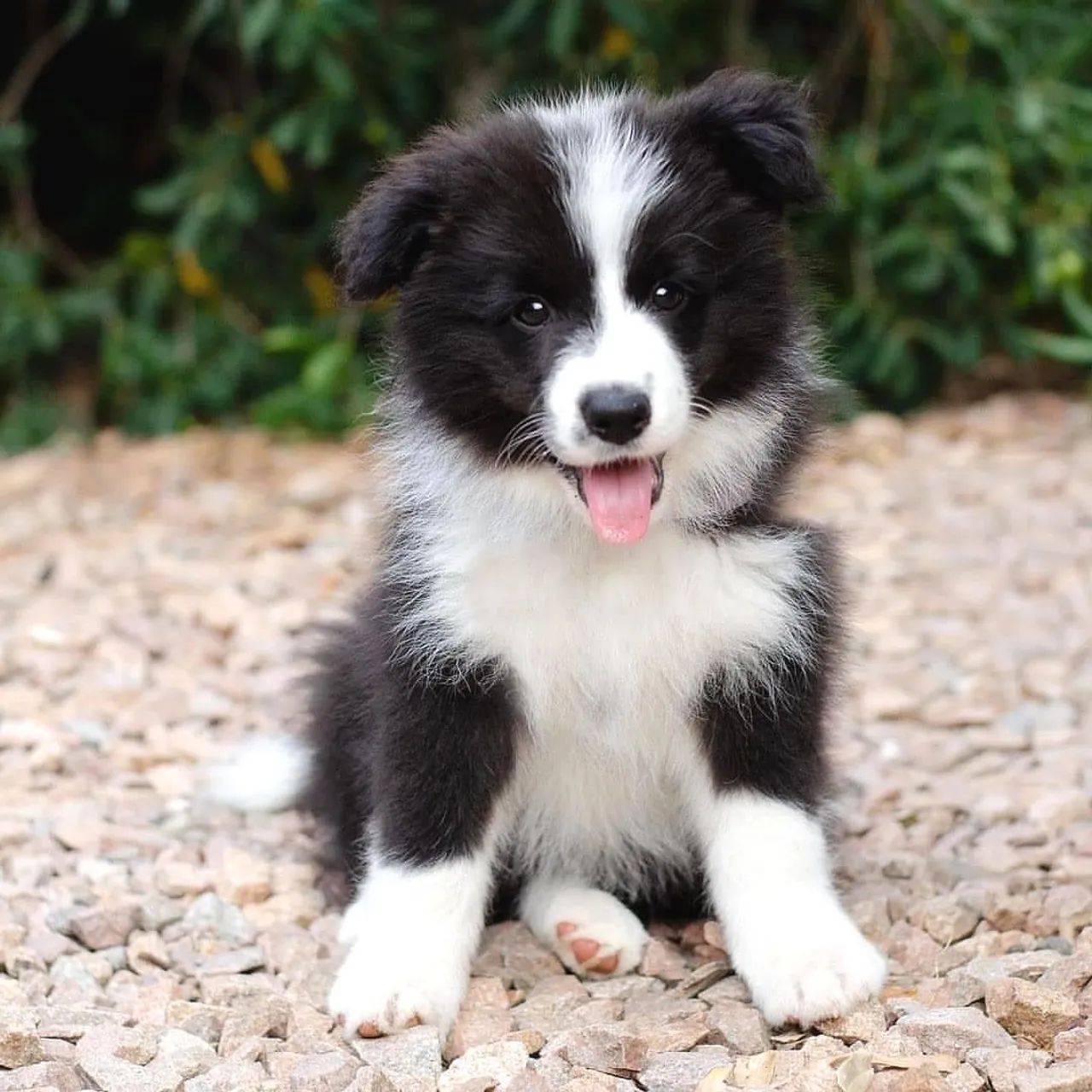 Border collie vendas com garantias  - Foto 2