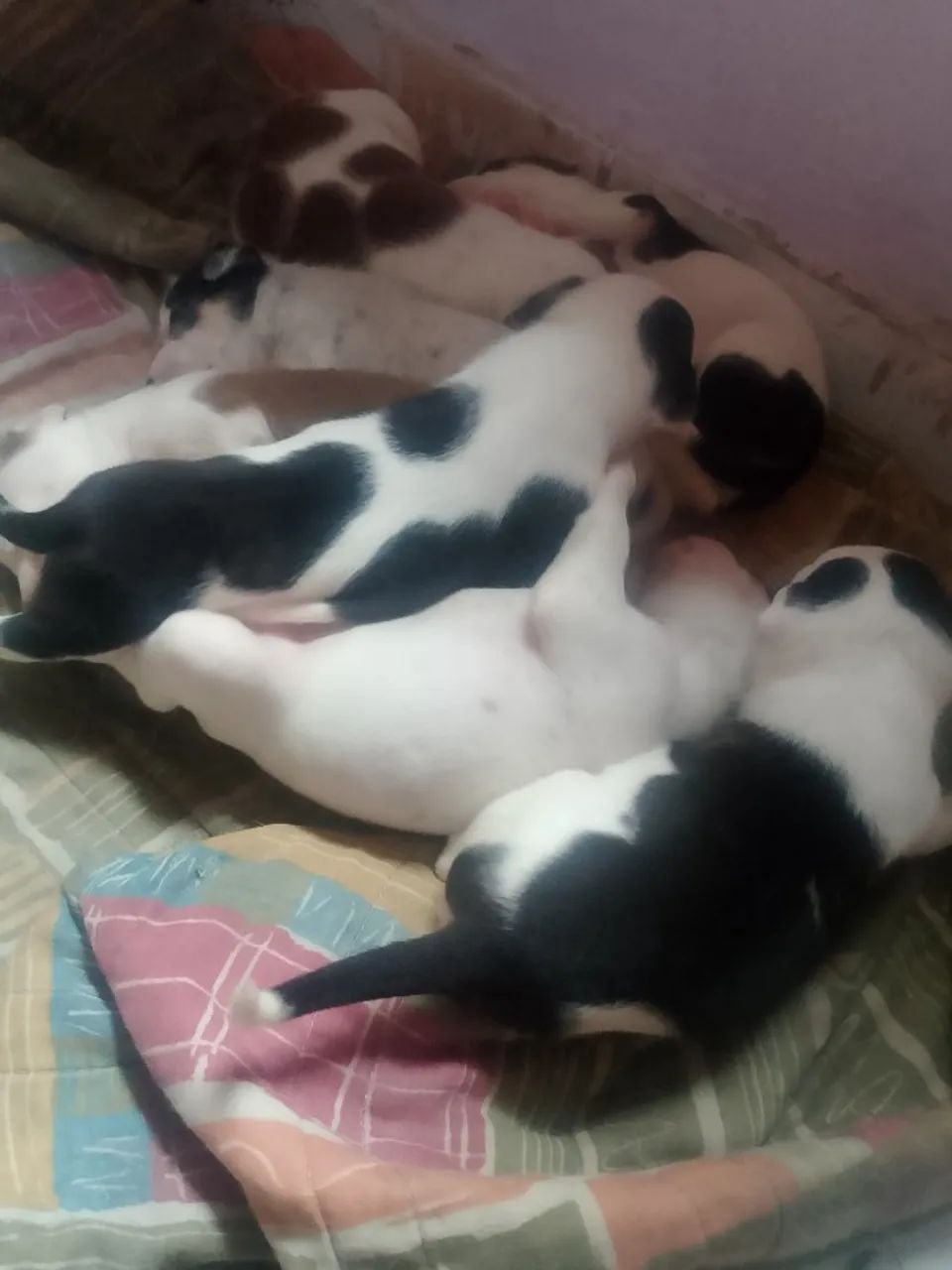 Filhos Pitbull 