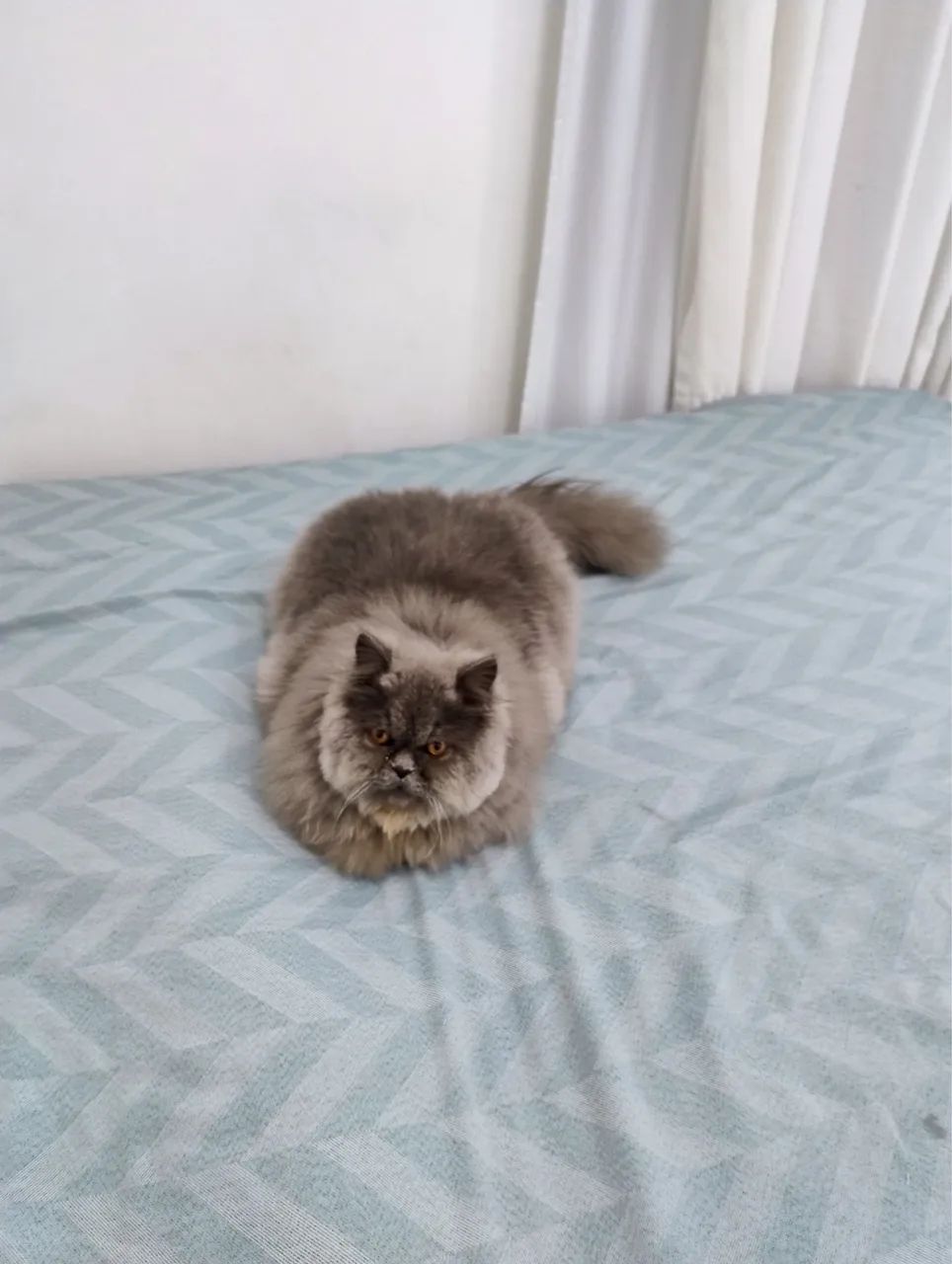 Gato Macho Persa - Foto 2