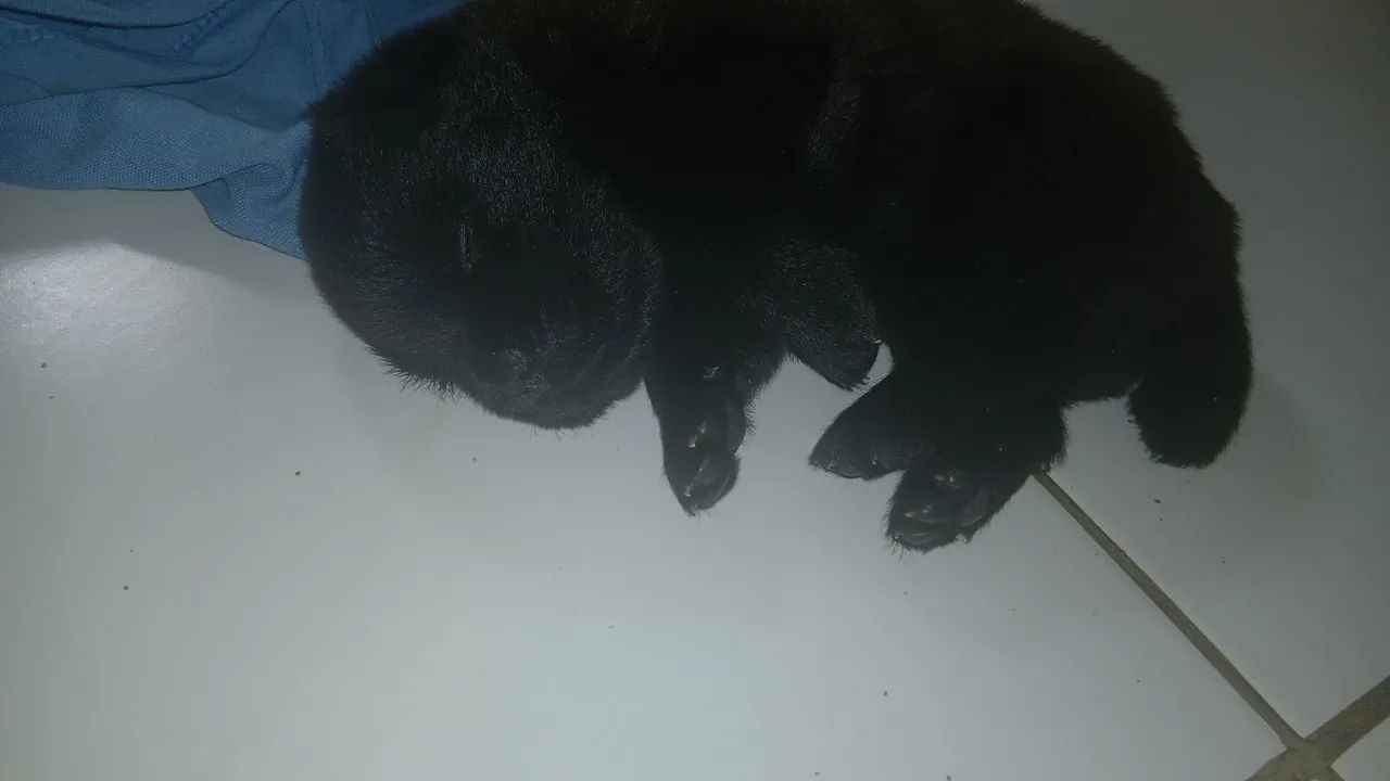 VENDO FILHOTE DE CHOW-CHOW RAÇA PURA - Foto 2