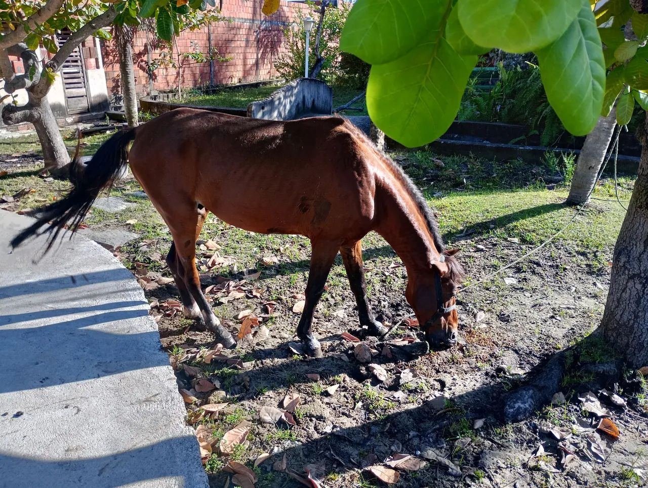 Vendo cavalo - Foto 4