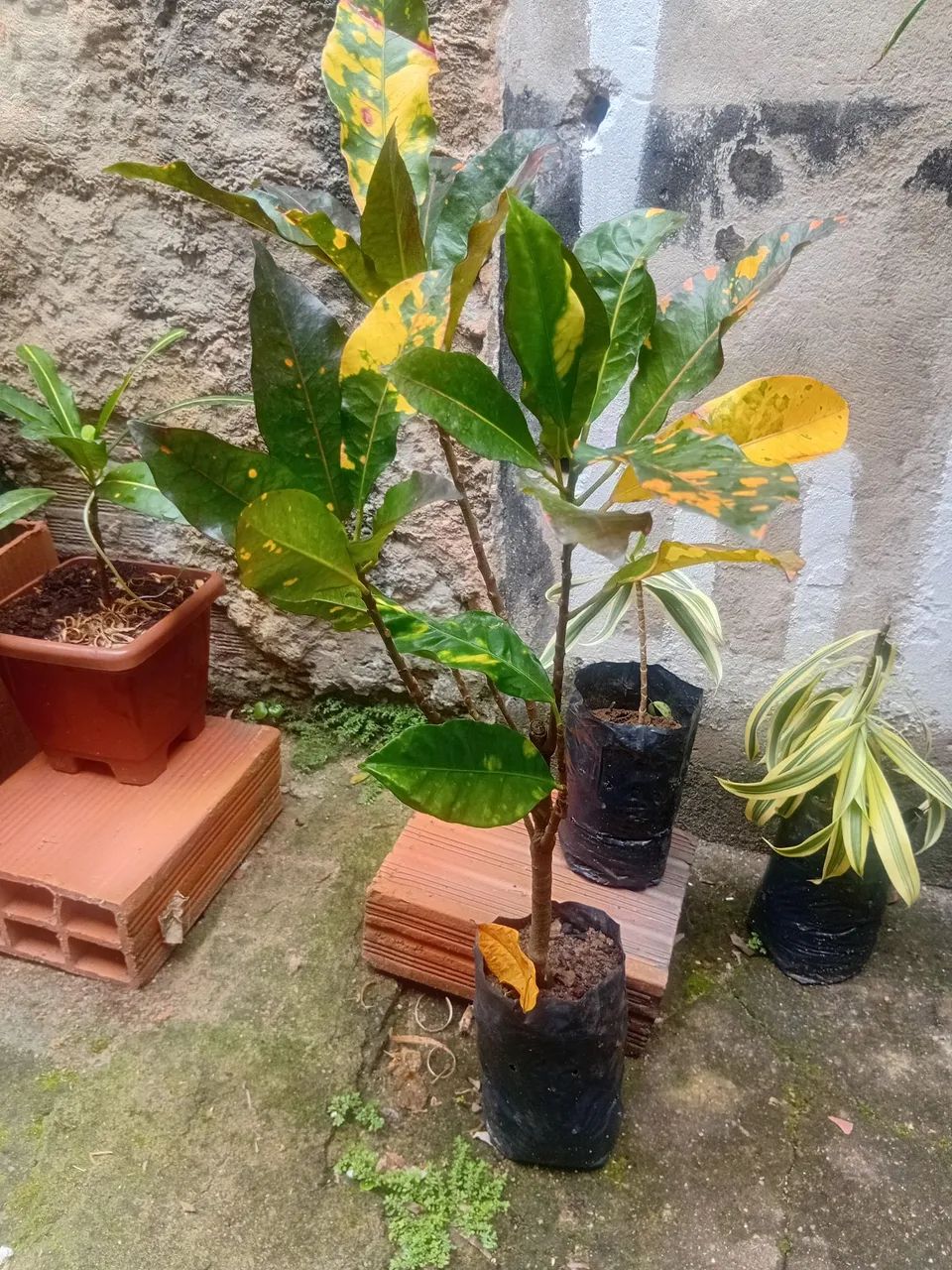 Vendo - Foto 4