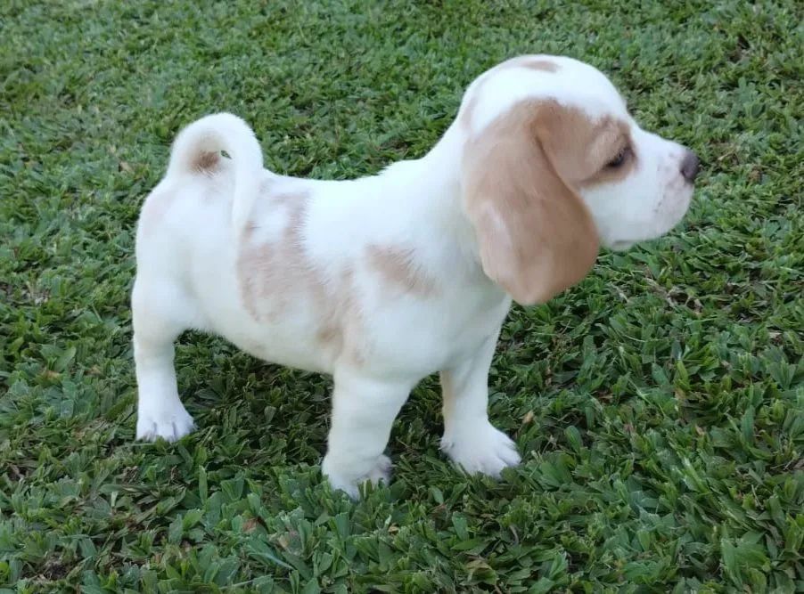 Filhotes de Beagle