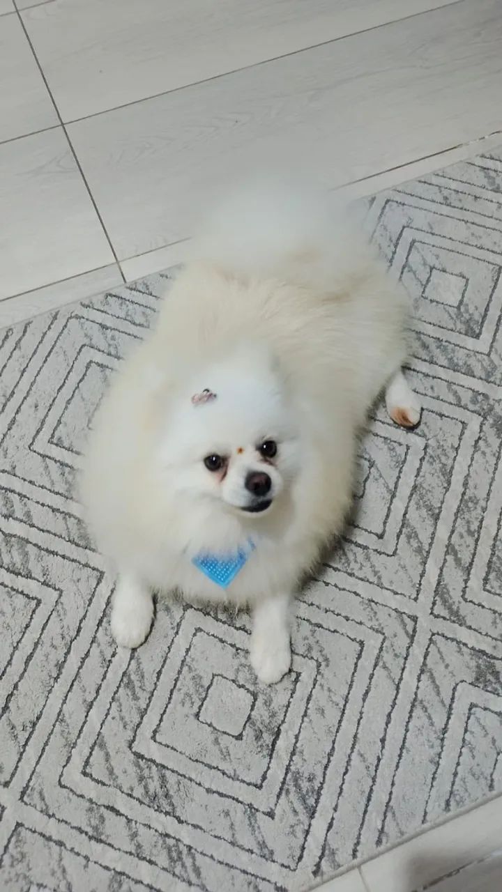 Spitz alemão  - Foto 2
