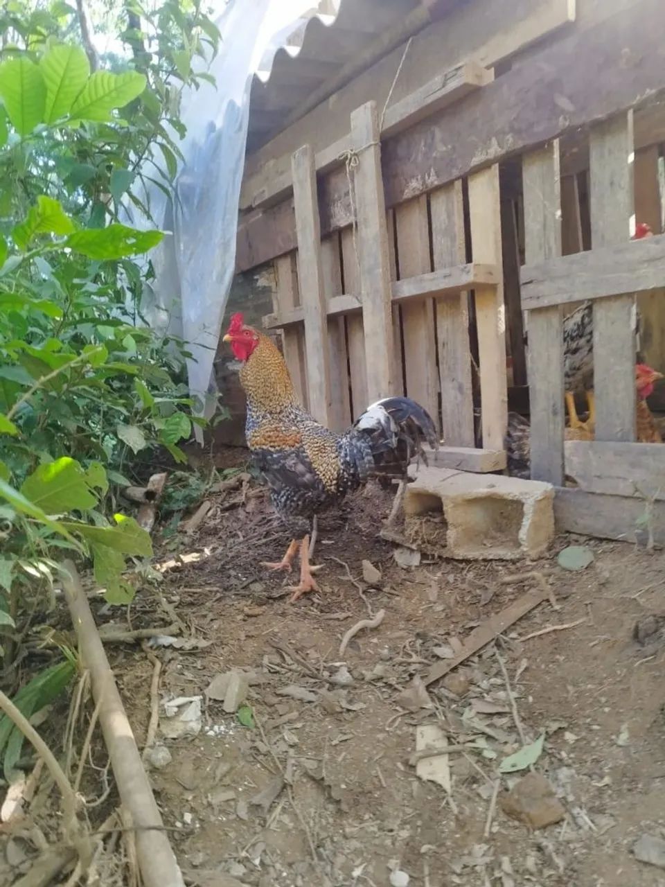 Galo carijo 