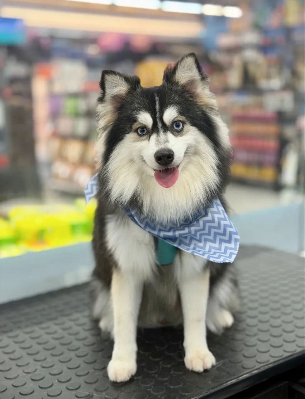 Cobertura Pomsky