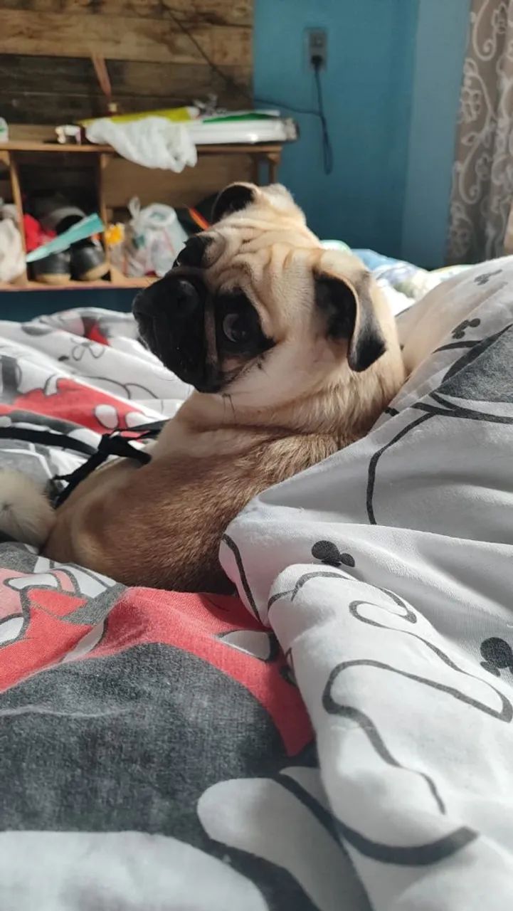 Pug macho  - Foto 4