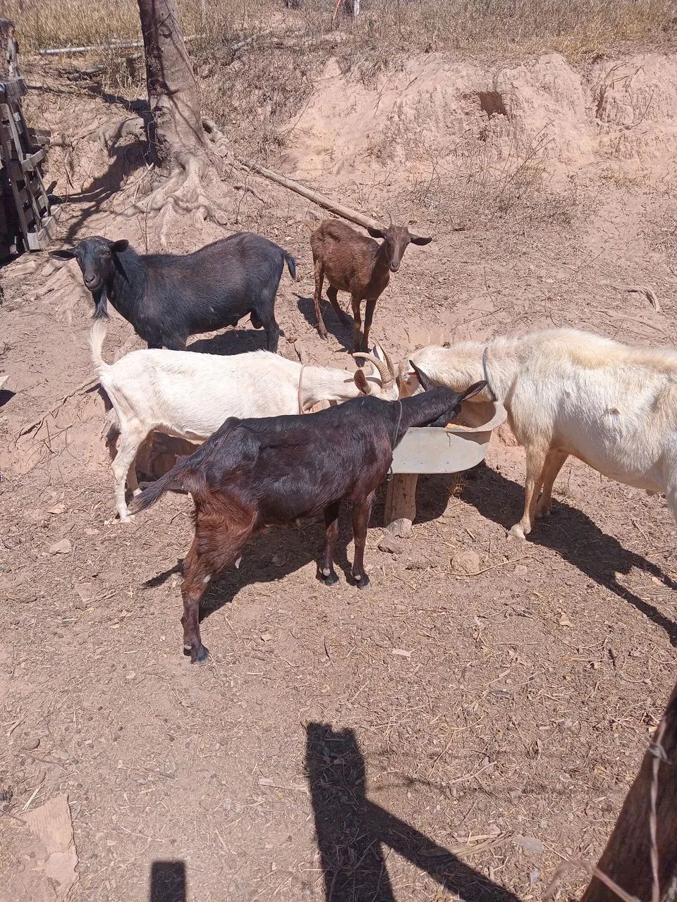 Vendo lote de cabras  - Foto 5
