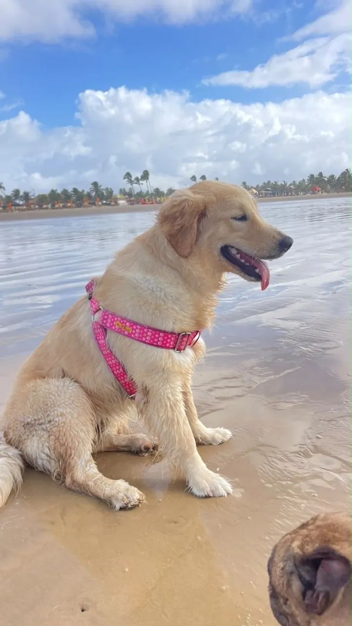 Golden 10 meses - Foto 3