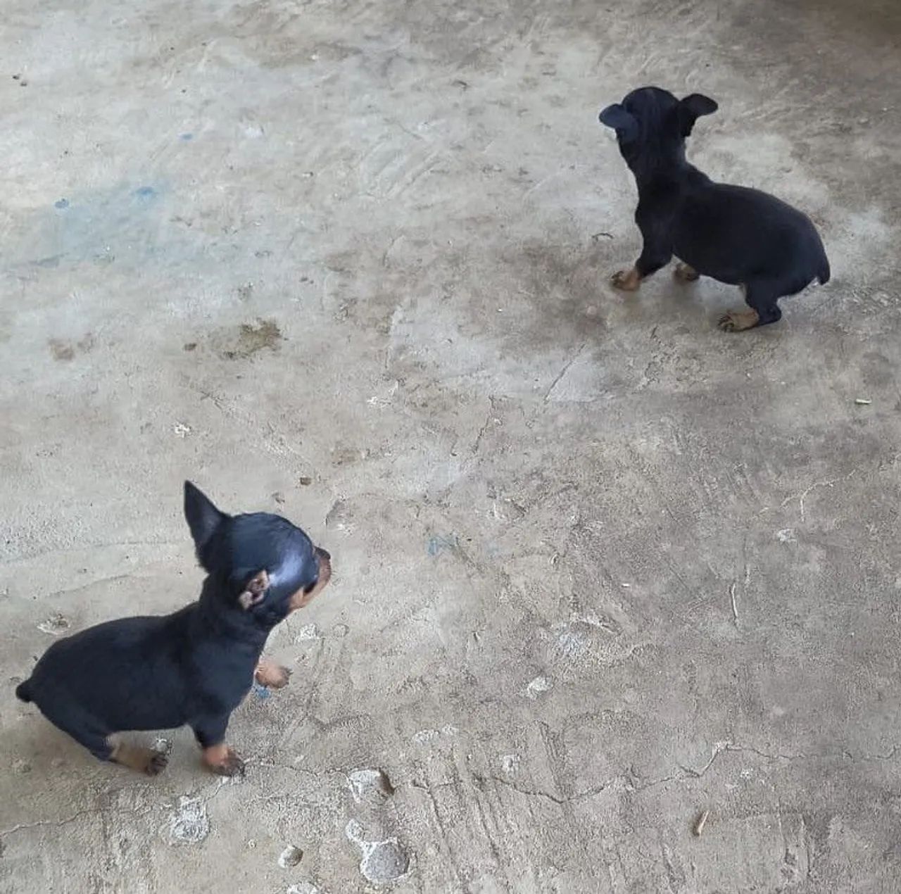 Filhotes de pinscher zero - Foto 3