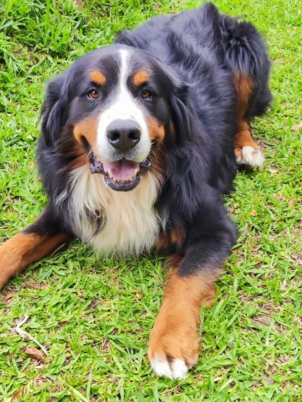 Bernese macho adulto