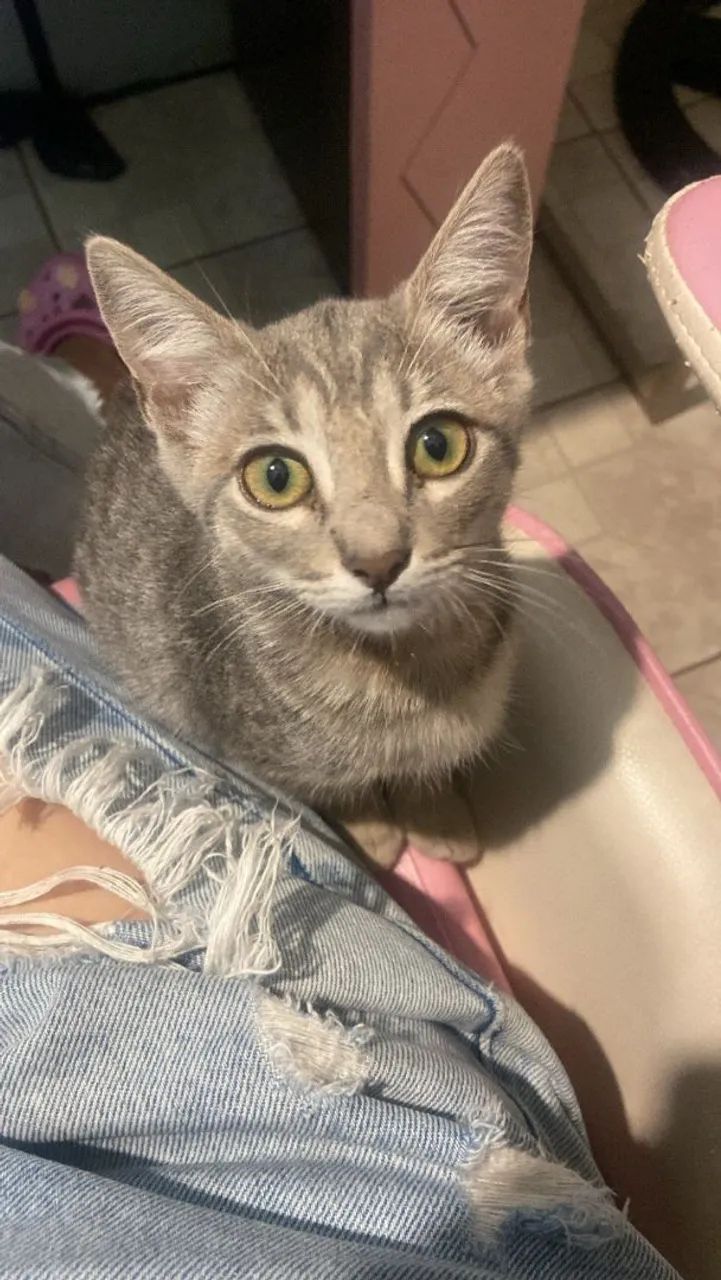 Doação gatinha filhote  - Foto 3