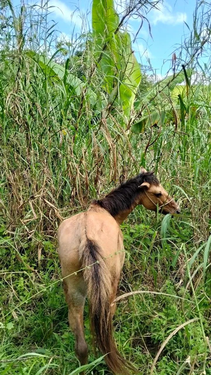 Cavalo com carroça  - Foto 3