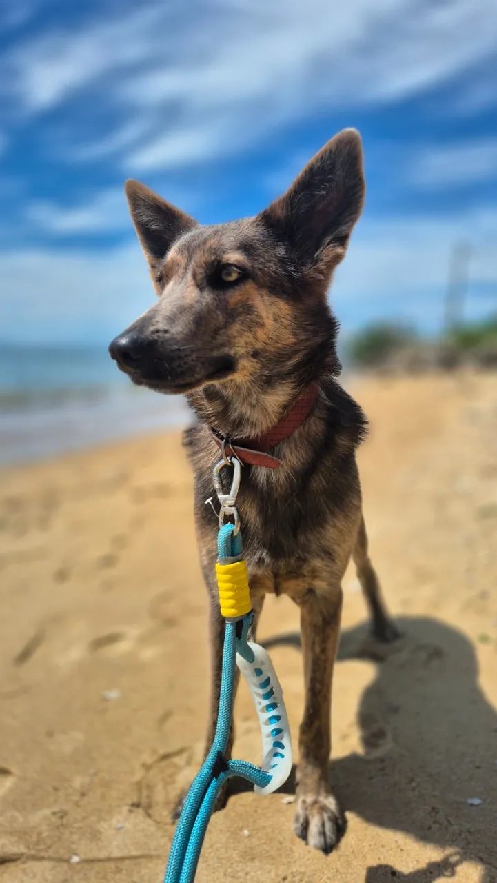 Cachorro  - Foto 5