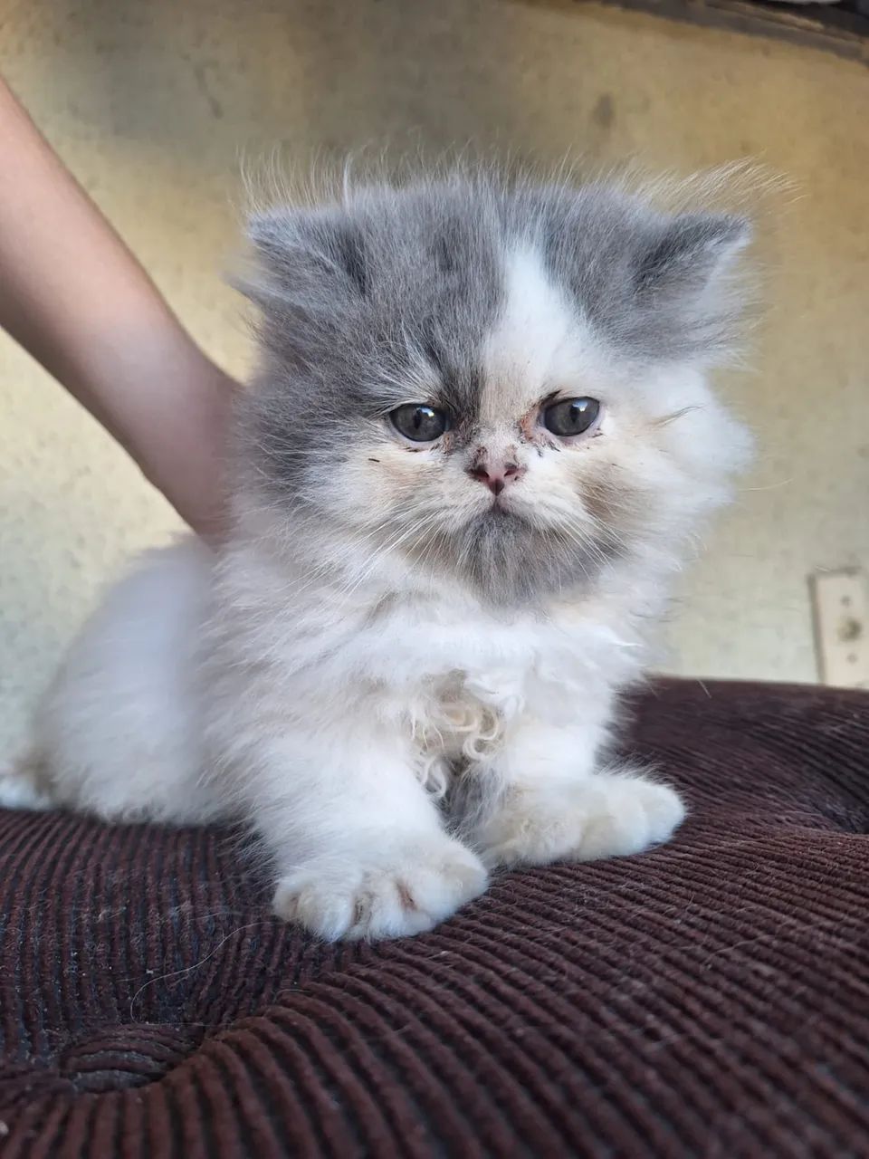 Gato persa - Foto 2