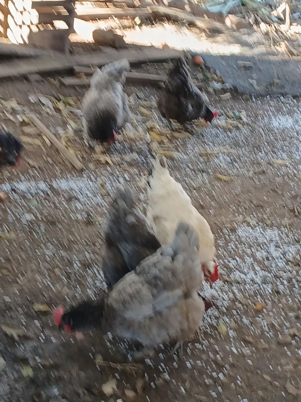 Galinhas - Foto 5