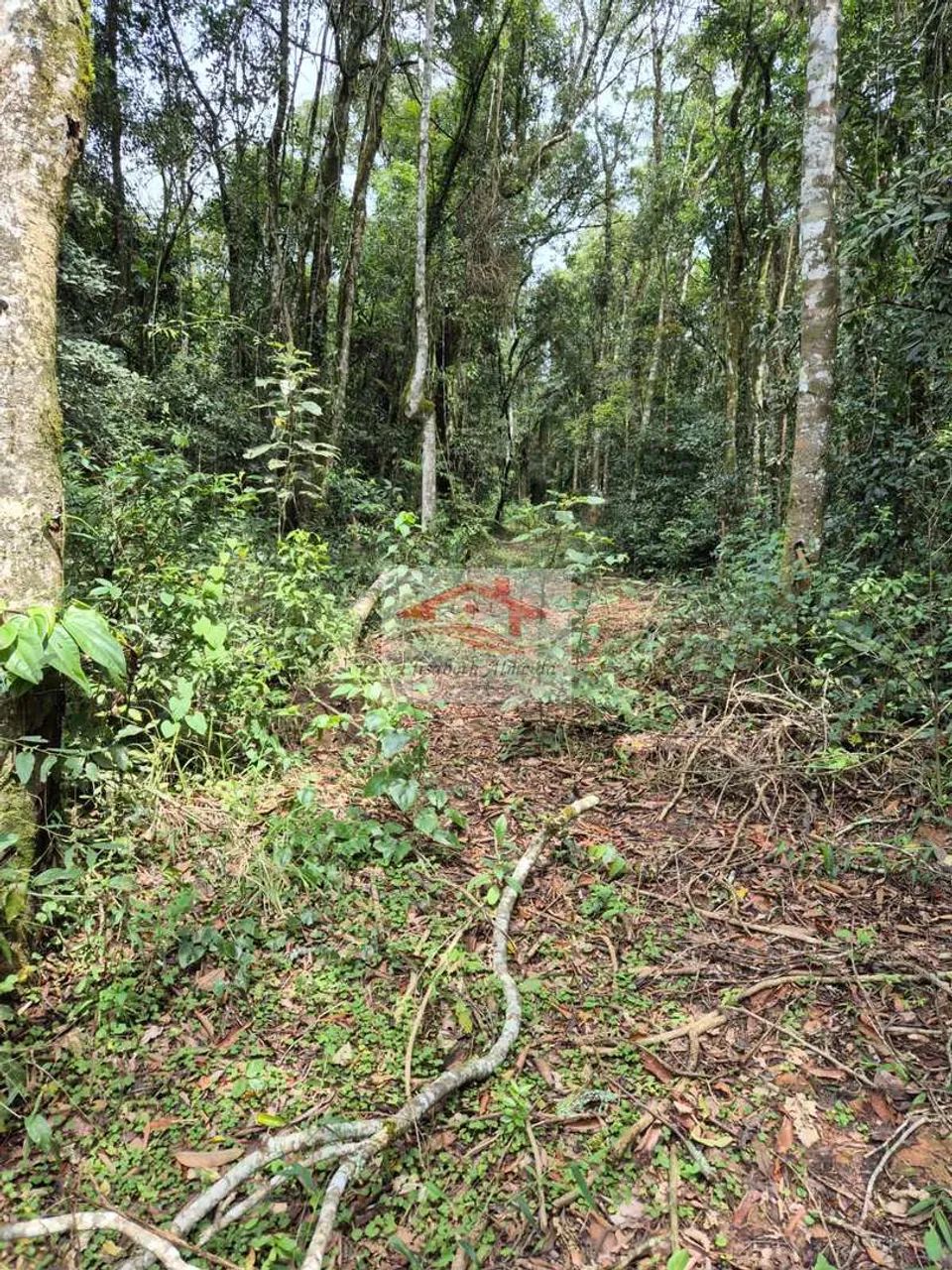 Chácara, caminho Vila Elvio- Piedade - R$ 60 mil, - Foto 2